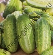 Огурец "РАННИЙ РУССКИЙ" (Early Russian) 5 семян