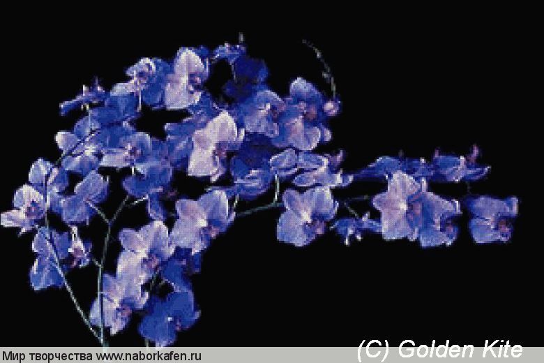 596 Orchid doritanopsis `Coral Gleam`