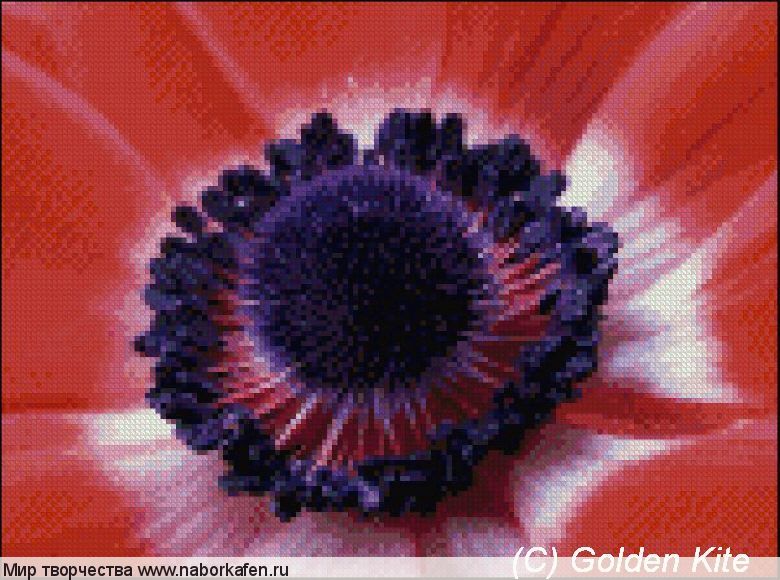 605 Anemone