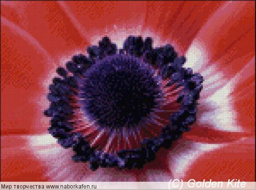 605 Anemone