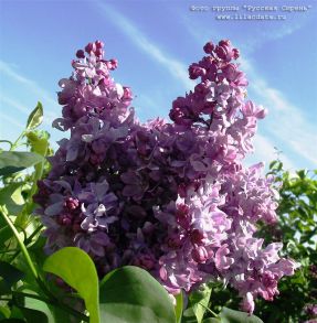 № С22 Сирень Георгий Свиридов 10 шт
