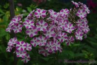 Флокс 'Мишенька' / Phlox 'Miscenka' (="Croix de Malte"; "Maltiski Crest"; "Candy Twist", "Лучистый")