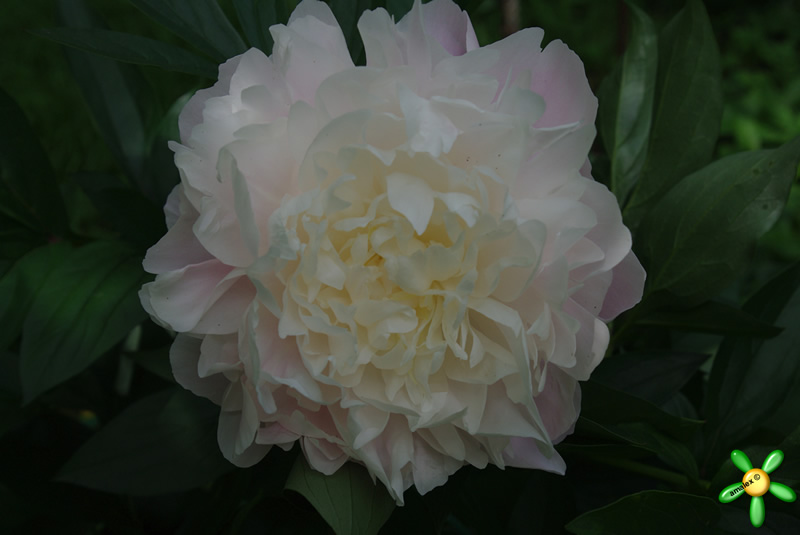 Пион травянистый 'Блаж Квин' / Paeonia 'Blush Queen'