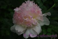 Пион травянистый 'Рэспберри Сандае' / Paeonia 'Raspberry Sundae'