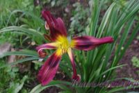 Лилейник 'Чокчерри Маунтин' / Hemerocallis 'Chokecherry Mountain'