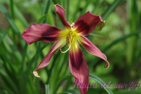 Лилейник 'Чокчерри Маунтин' / Hemerocallis 'Chokecherry Mountain'