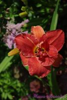 Лилейник 'Мозес Фаер' / Hemerocallis 'Moses Fire'