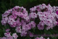 Флокс 'Гармония'  / Phlox 'Garmoniy'