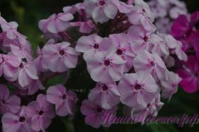 Флокс 'Гармония'  / Phlox 'Garmoniy'