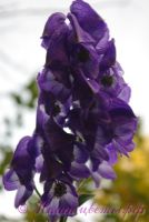 Аконит Арендса 'Слиппинг Бьютис' / Aconitum Carmichaelii Arendsii 'Sleeping Beauties'