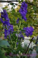 Аконит Арендса 'Слиппинг Бьютис' / Aconitum Carmichaelii Arendsii 'Sleeping Beauties'