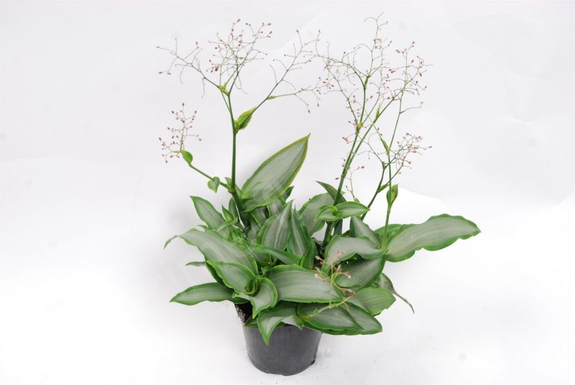 Мурданния "Пекинская трава"