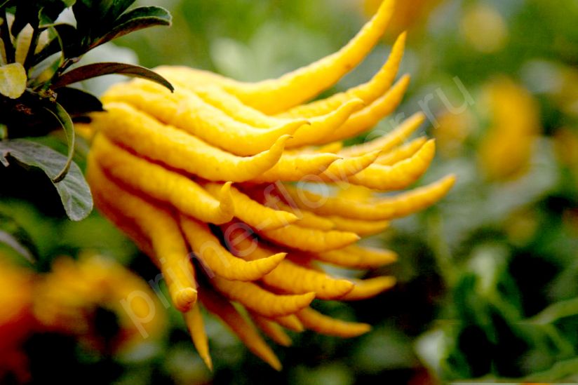 Рука Будды "Цитрон пальчатый"