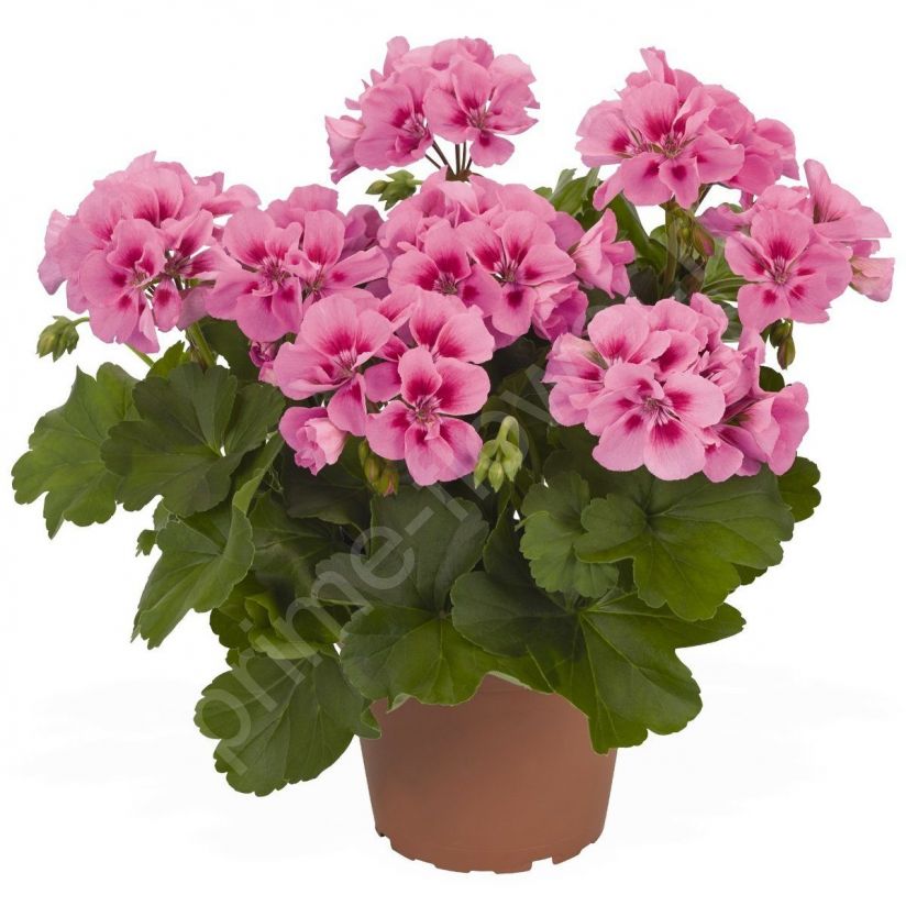 Герань королевская