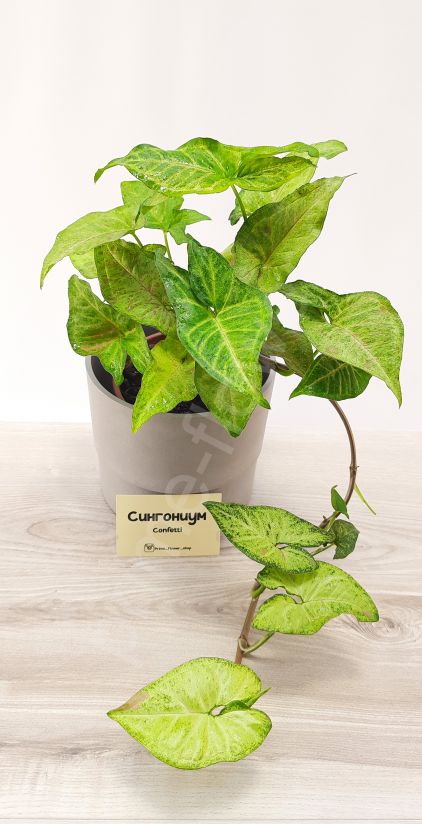 Сингониум Конфетти