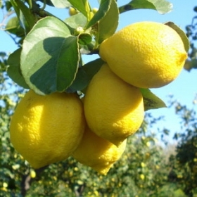 Лимон Загара Бьянка - Citrus Limon Zagara Bianca