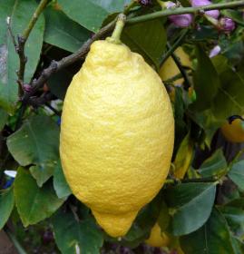 Лимон Лунарио - Citrus limon Lunario