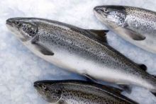 Лосось охлажденный тушка 4 кг - 5 кг Мурманск