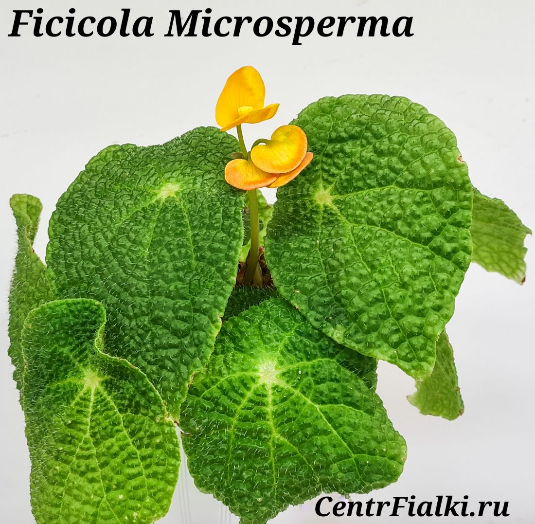 Бегония природная begonia ficicola microsperma