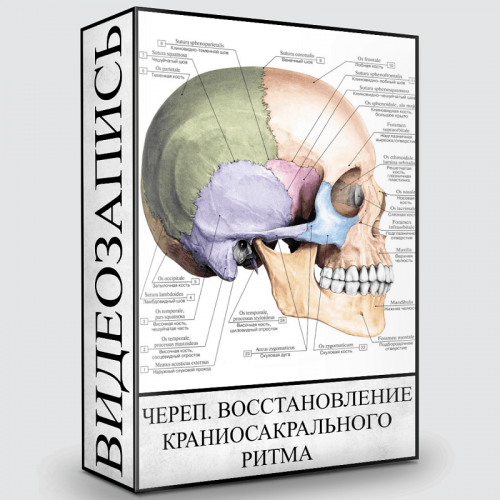 Череп. Восстановление краниосакрального ритма (Людмила Малышева)