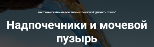 Надпочечники и мочевой пузырь (Елена Шумилова)