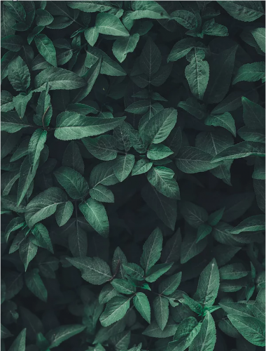 Онлайн-курс по гомеопатии для мам и пап (Ольга Калитеевская)