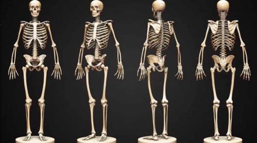 Психосоматика заболеваний опорно-двигательного аппарата Часть 2 (Татьяна Рожкова)