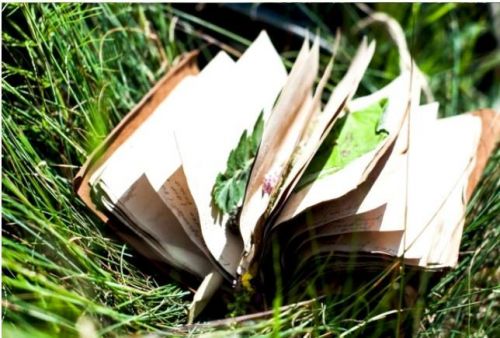 Учимся читать состав трав (Ольга Дзюбан)