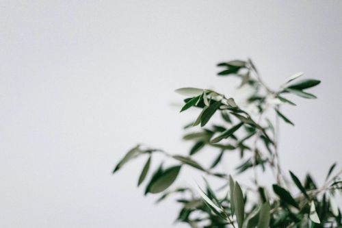 [Обитель] Травничество (Ксения Сахаровская, Яна Горбовская, Алексей Беляков)