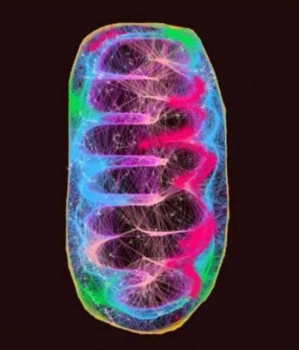 [Первая школа биохакинга] Митохондриальное здоровье как основа долголетия (Юрий Акимов)