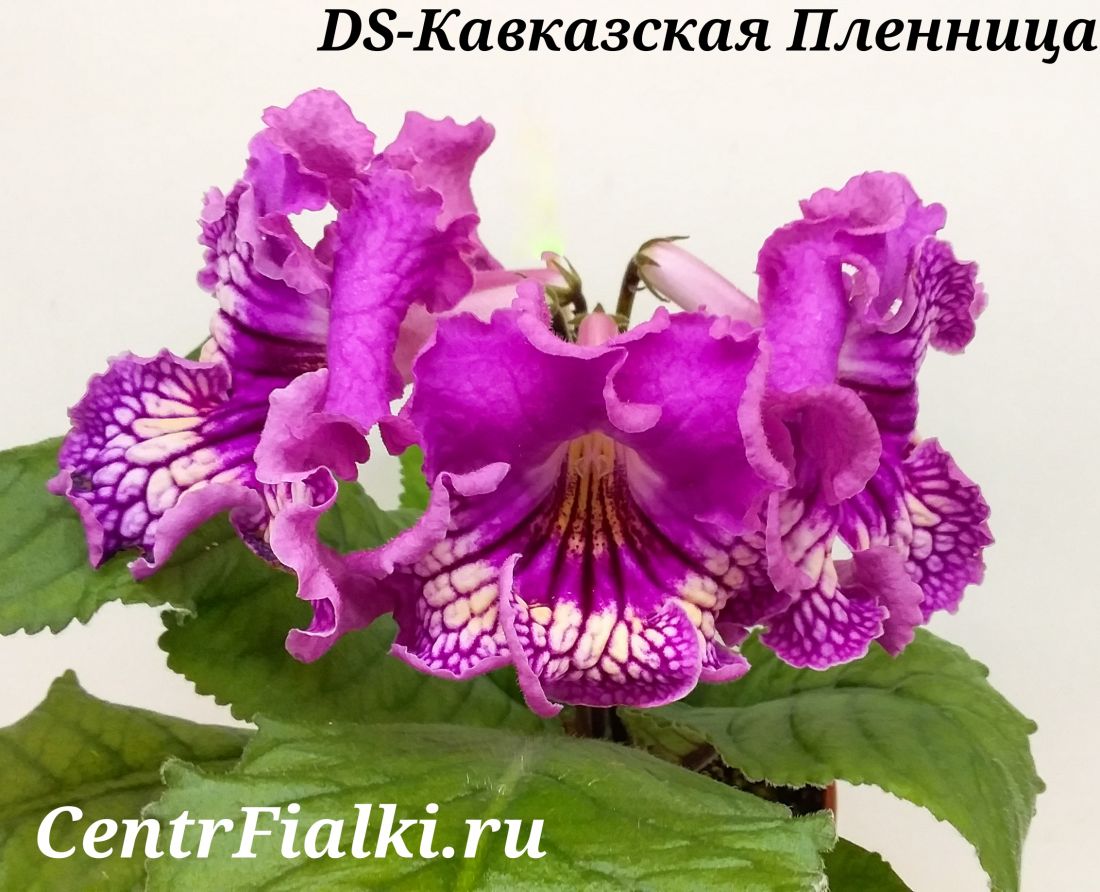 DS-Кавказская Пленница (П. Еникеев)