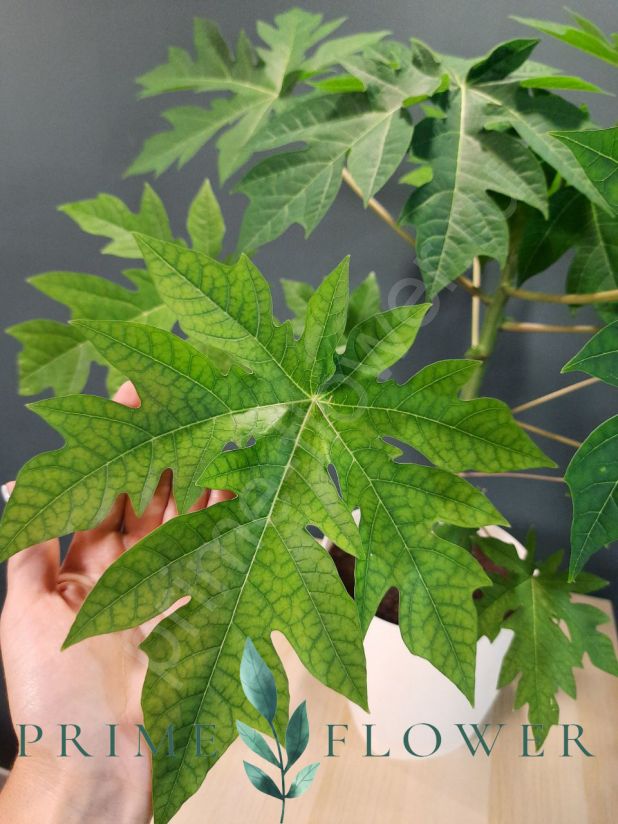 Папайя Семена 4шт