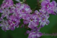 Флокс 'Курочка Ряба' / Phlox 'Kurochka Rjaba'