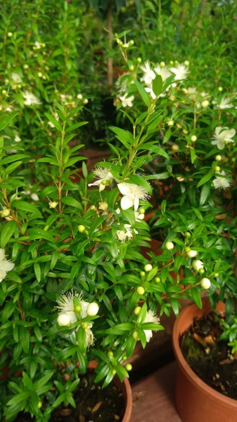 Мирт "Дерево любви"