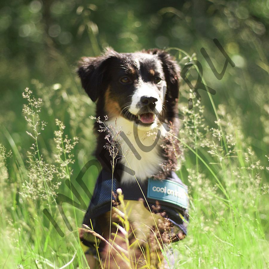 Охлаждающая попона Cool on Track Cooling для собак
