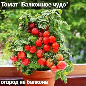 Томат Балконное чудо