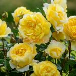 Зе Поэтс Вайф (The Poet`s Wife)