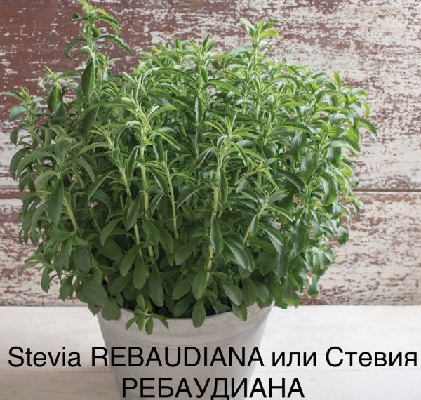 Stevia REBAUDIANA или Стевия РЕБАУДИАНА