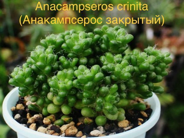 ​Анакампсерос Кринита, Анакампсерос закрытый (Anacampseros crinita)