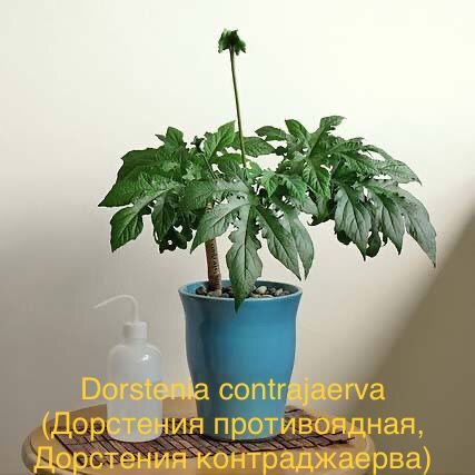 Dorstenia contrajaerva (Дорстения противоядная, Дорстения контраджаерва)