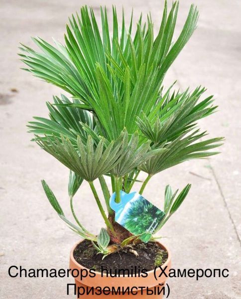 Chamaerops humilis (Хамеропс Приземистый)