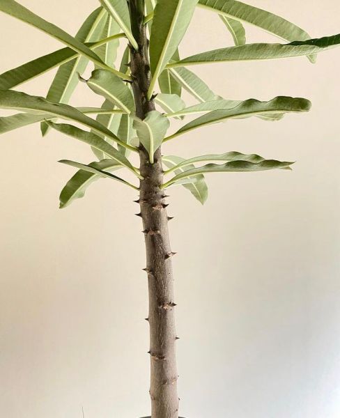 Pachypodium rutenbergianum var. rutenbergianum (Пахиподиум Рутенберга вариегатный)