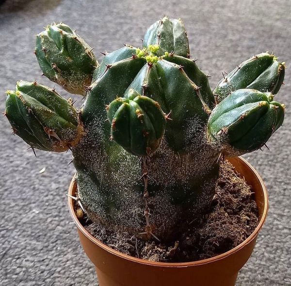 Euphorbia handiensis (Эуфорбия Хэндия)