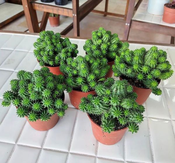 Euphorbia suzannae (Эуфорбия Сюзанны)