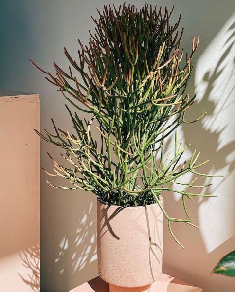 Euphorbia tirucalli (Эуфорбия Тирукалли)