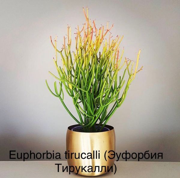 Euphorbia tirucalli (Эуфорбия Тирукалли)