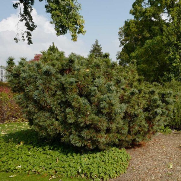 Pinus pumila (Кедровый стланик, Сосна стланиковая)