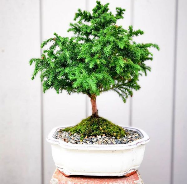 Cryptomeria japonica (Криптомерия японская, японский кедр)