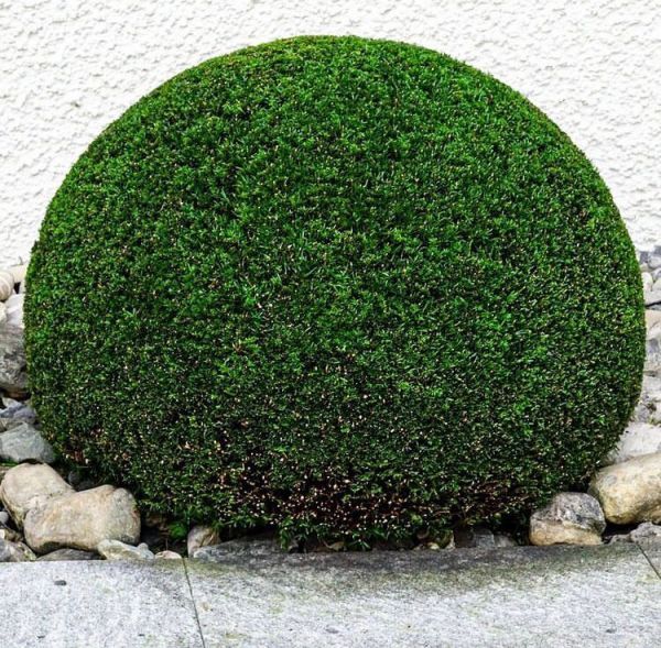 Taxus baccata (Тис ягодный)