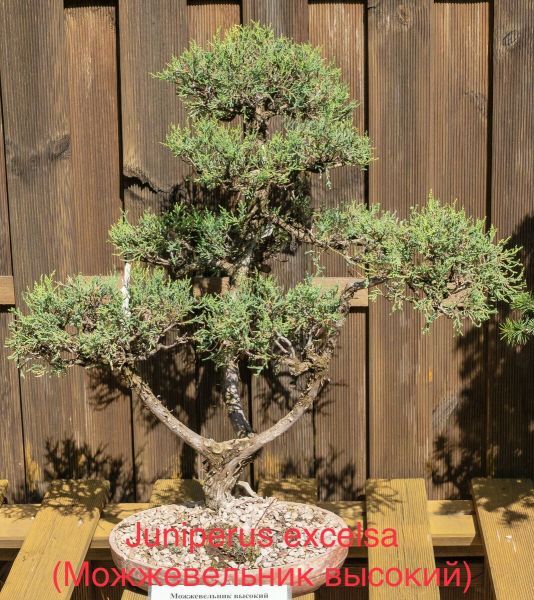 Juniperus excelsa (Можжевельник высокий)